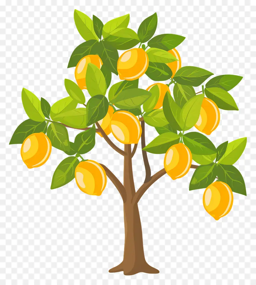 Limonero，árbol De Mango PNG