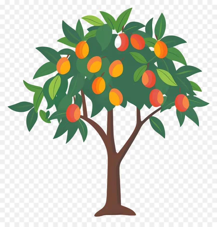 árbol De Mango，Fruta PNG