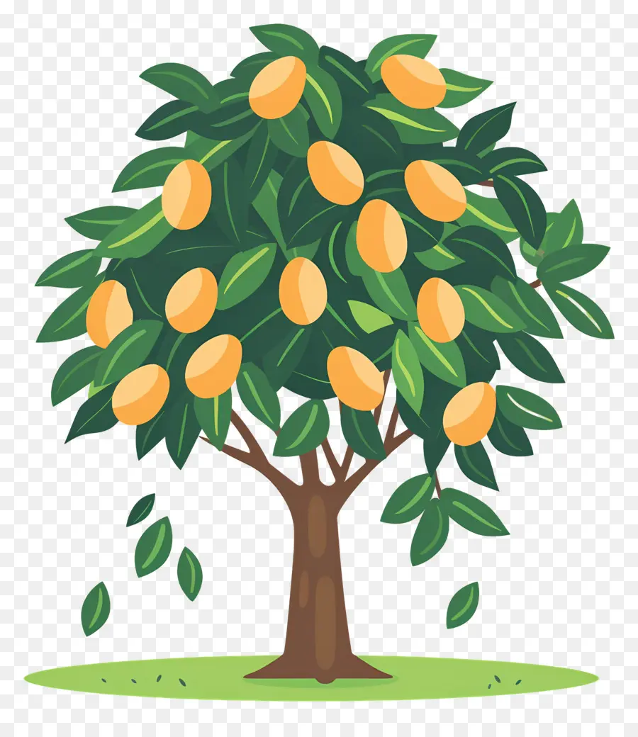 árbol De Mango，Fruta PNG