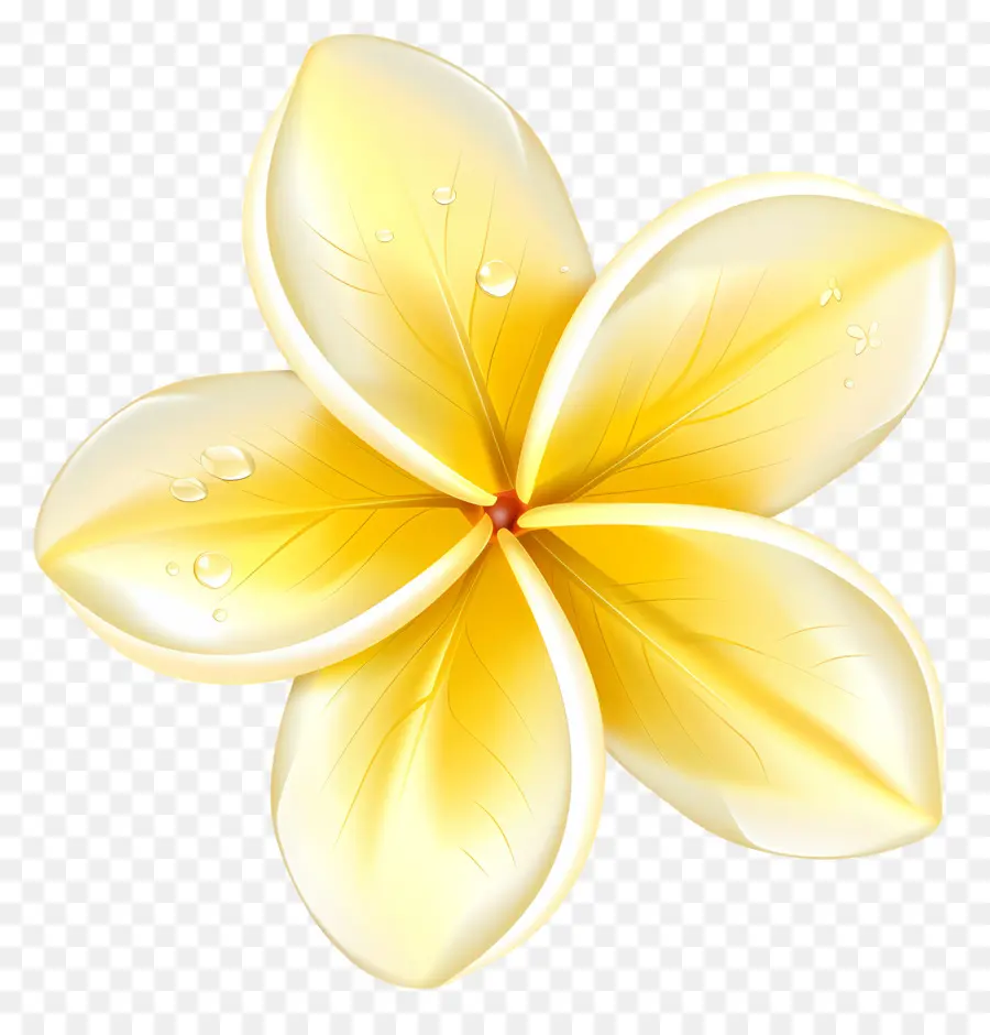 Flor De Plumeria，Flor Amarilla Con Gotas De Agua PNG