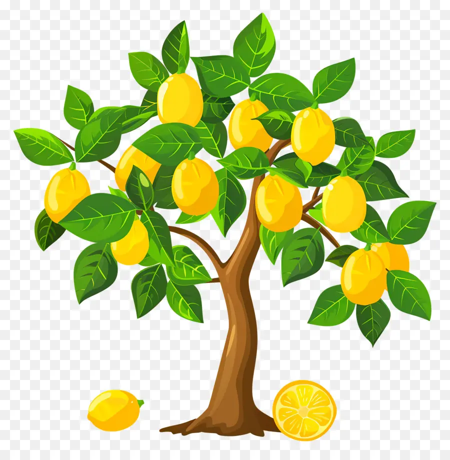 Limonero，árbol De Mango PNG