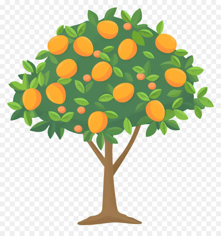 árbol De Mango，Fruta PNG