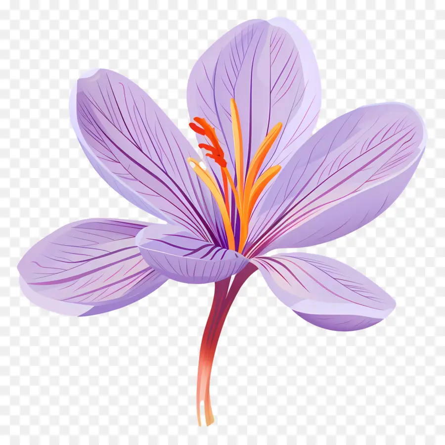 Flor De Azafrán，Flor Morada PNG