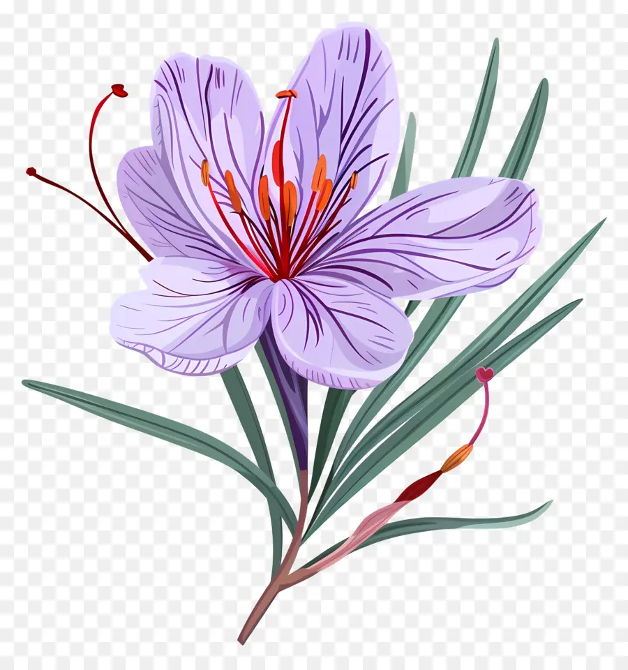 Flor De Azafrán，Flor Morada PNG