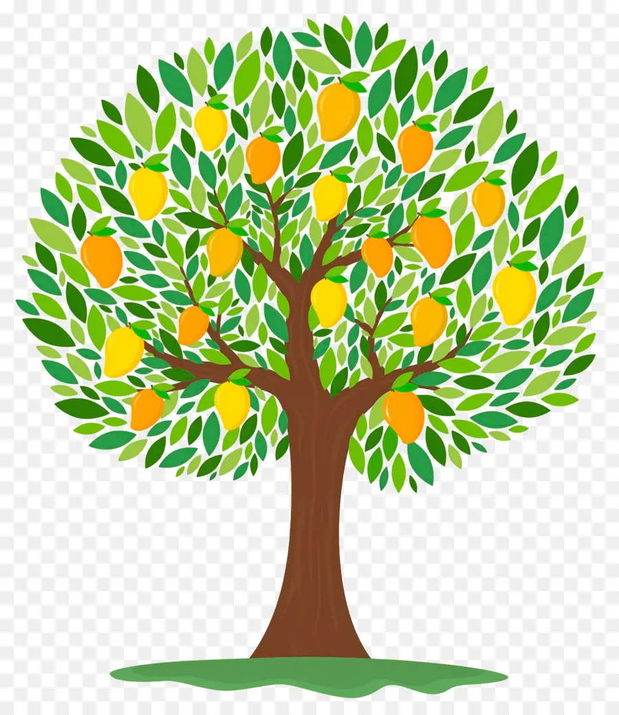 árbol De Mango，Fruta PNG