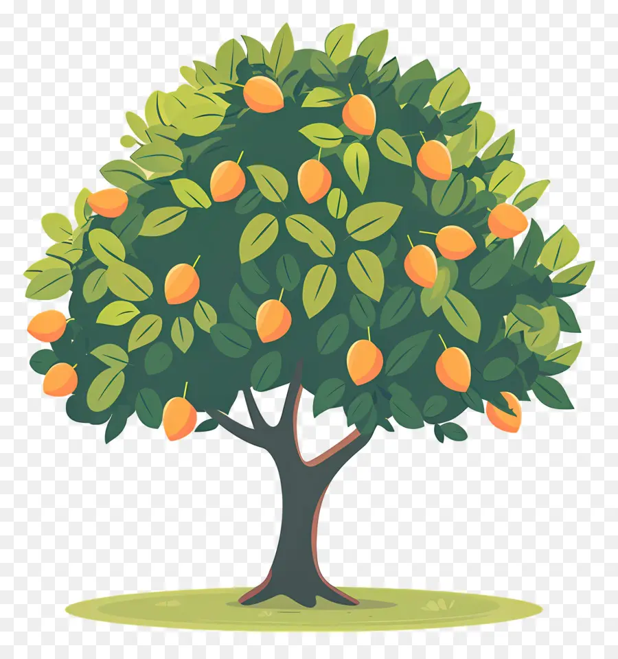 árbol De Mango，Fruta PNG