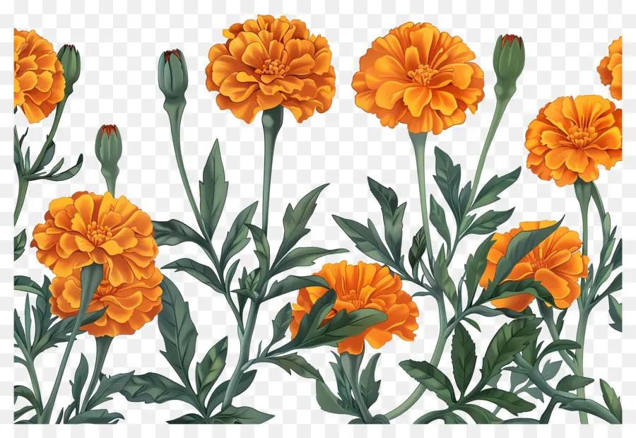 Flores De Caléndula，Caléndulas Naranjas PNG