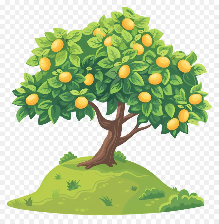 árbol De Mango，Fruta PNG