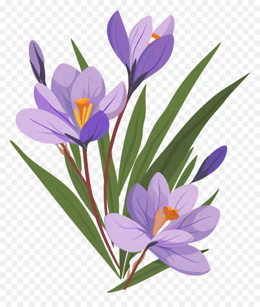 Flores De Azafrán，Flores Moradas PNG