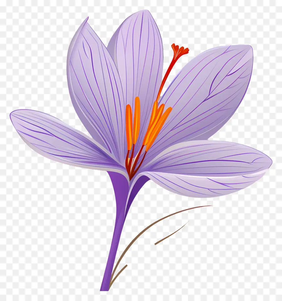 Flor De Azafrán，Flor Morada PNG