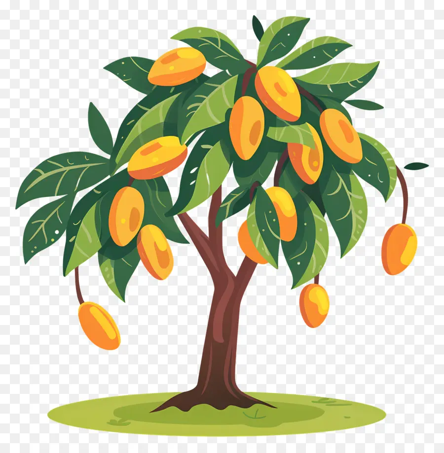 árbol De Mango，Fruta PNG