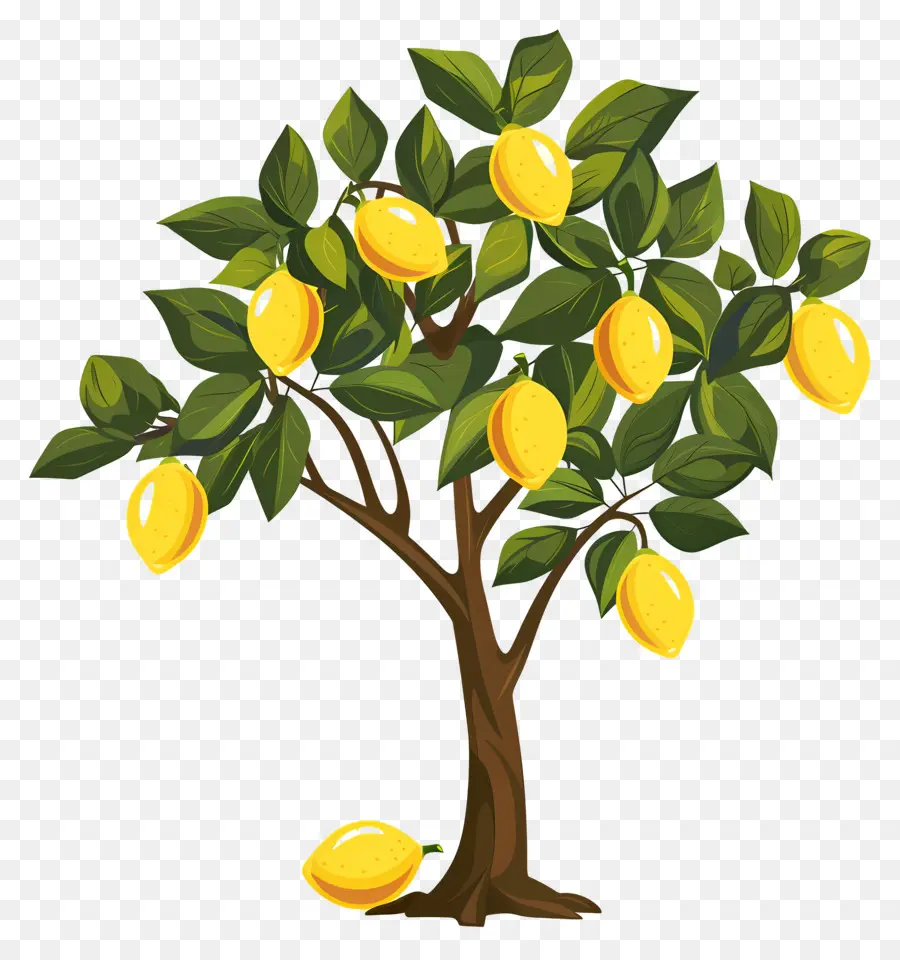 Limonero，árbol De Mango PNG