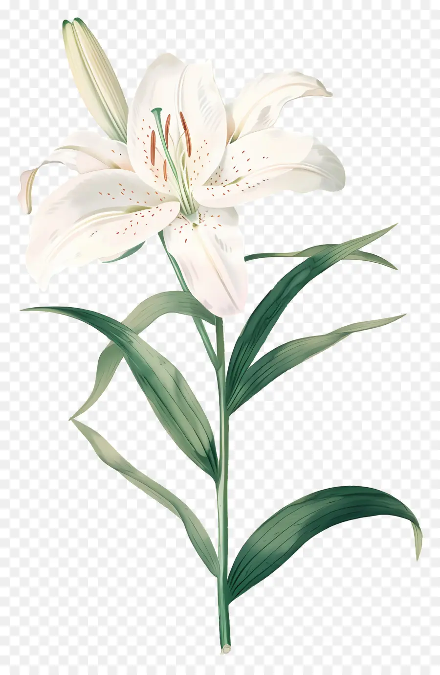 Flor De Lirio，Lirios Blancos PNG