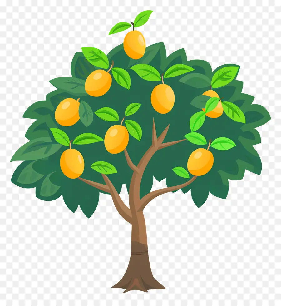 árbol De Mango，Fruta PNG