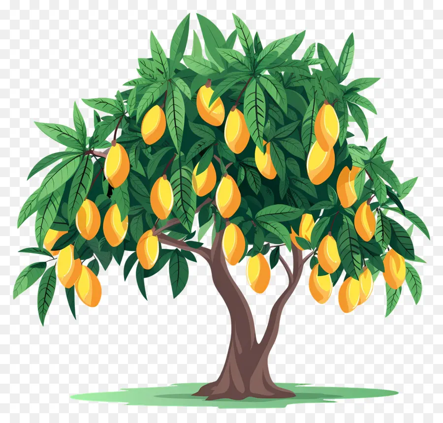 árbol De Mango，Fruta PNG