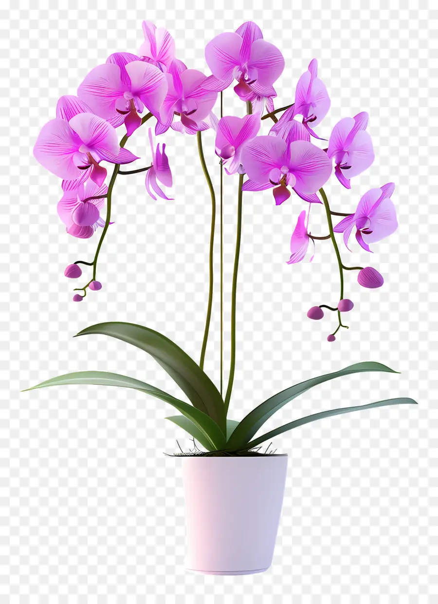 Flores De Orquídeas En Macetas，Orquídea PNG