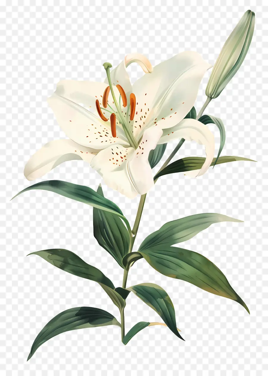 Flor De Lirio，Lirio Blanco PNG