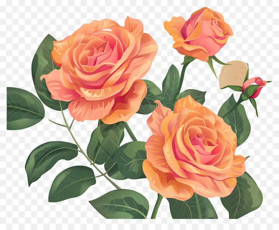 Flor Rosa，Rosas Naranjas PNG