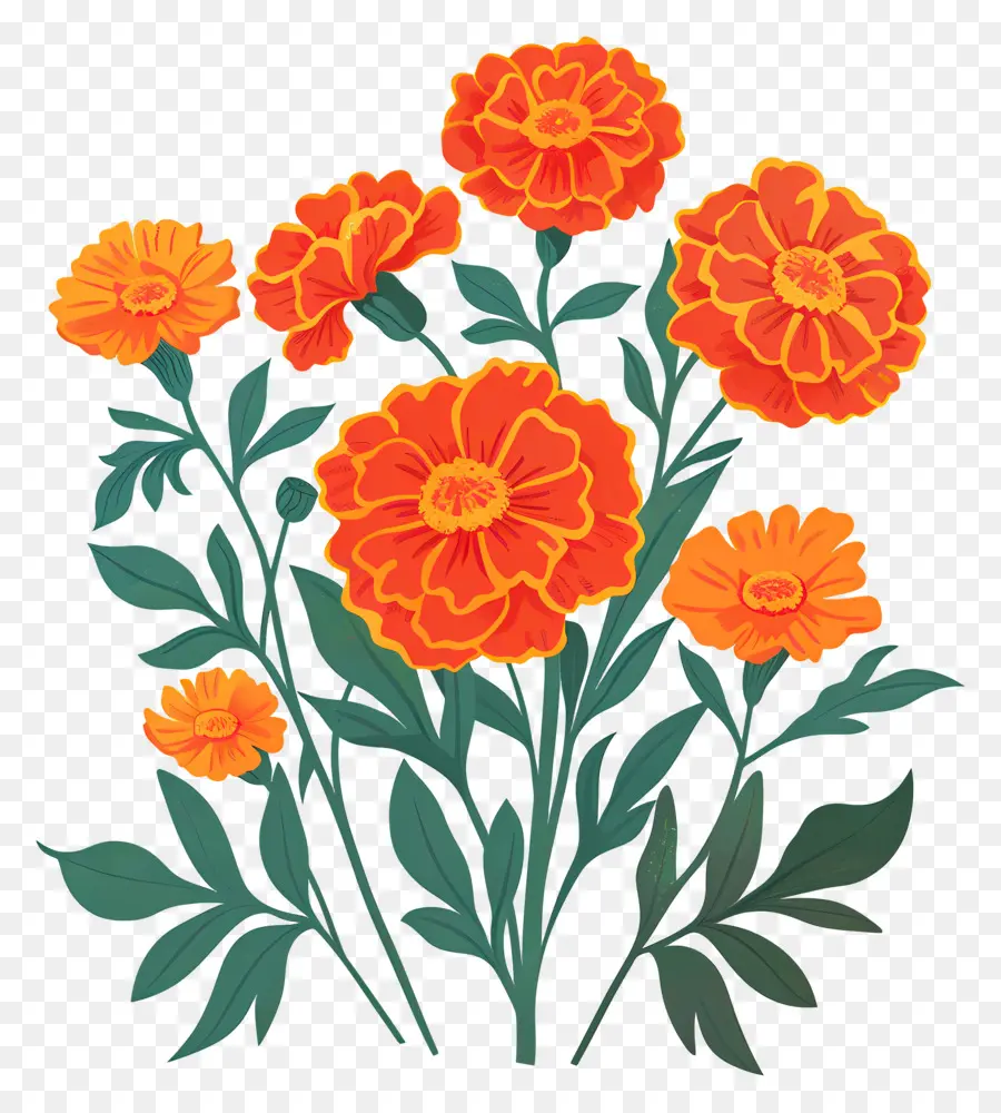 Flores De Caléndula，Flores Naranjas PNG