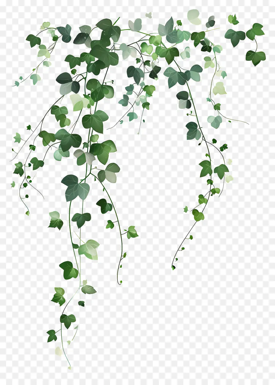 Planta Trepadora，Hiedra Verde PNG