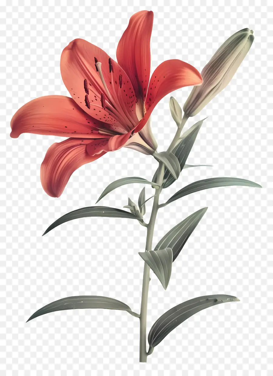 Flor De Lirio，Lirios Rojos PNG