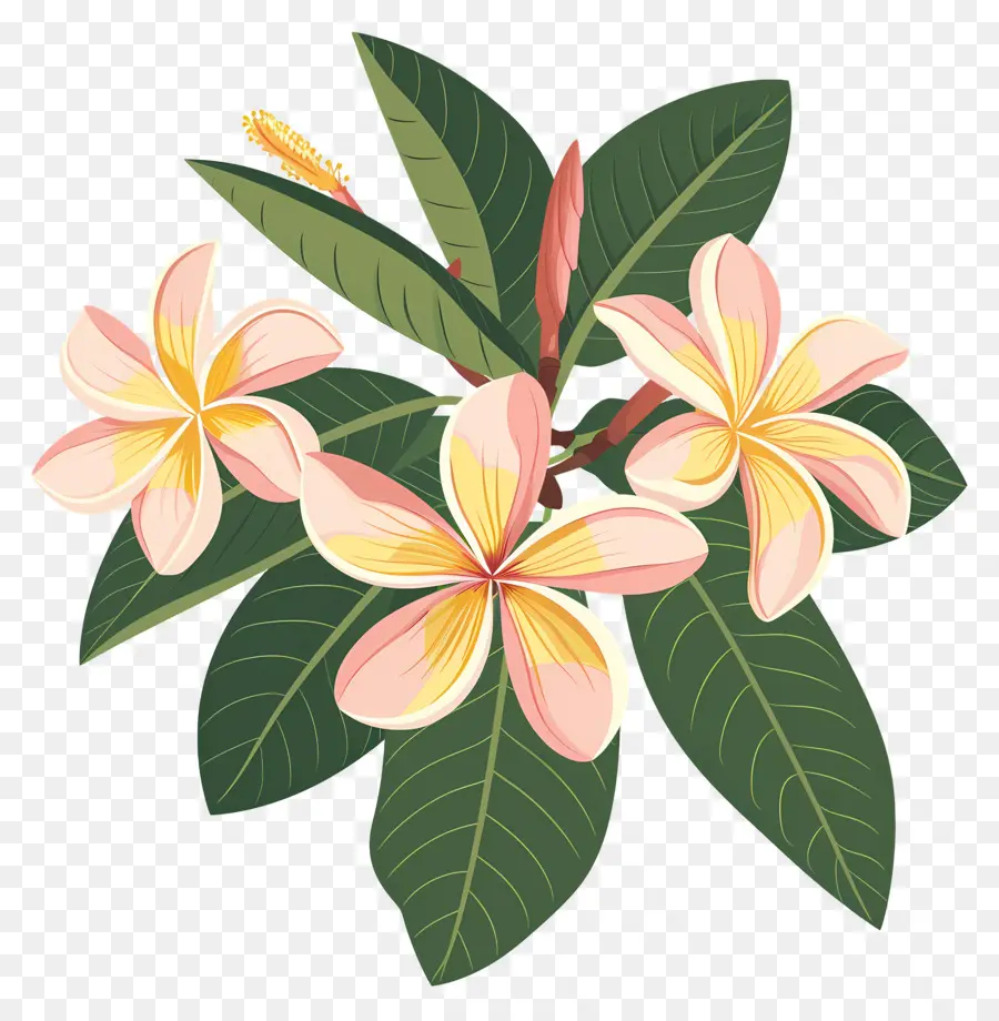 Flor De Plumeria，Flores Amarillas Y Hojas Verdes PNG