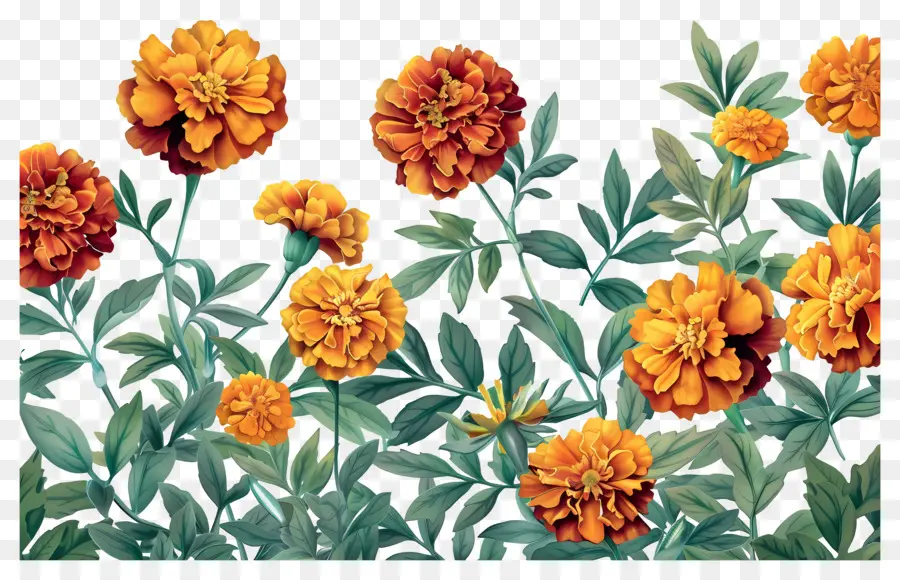 Flores De Caléndula，Caléndulas Naranjas PNG