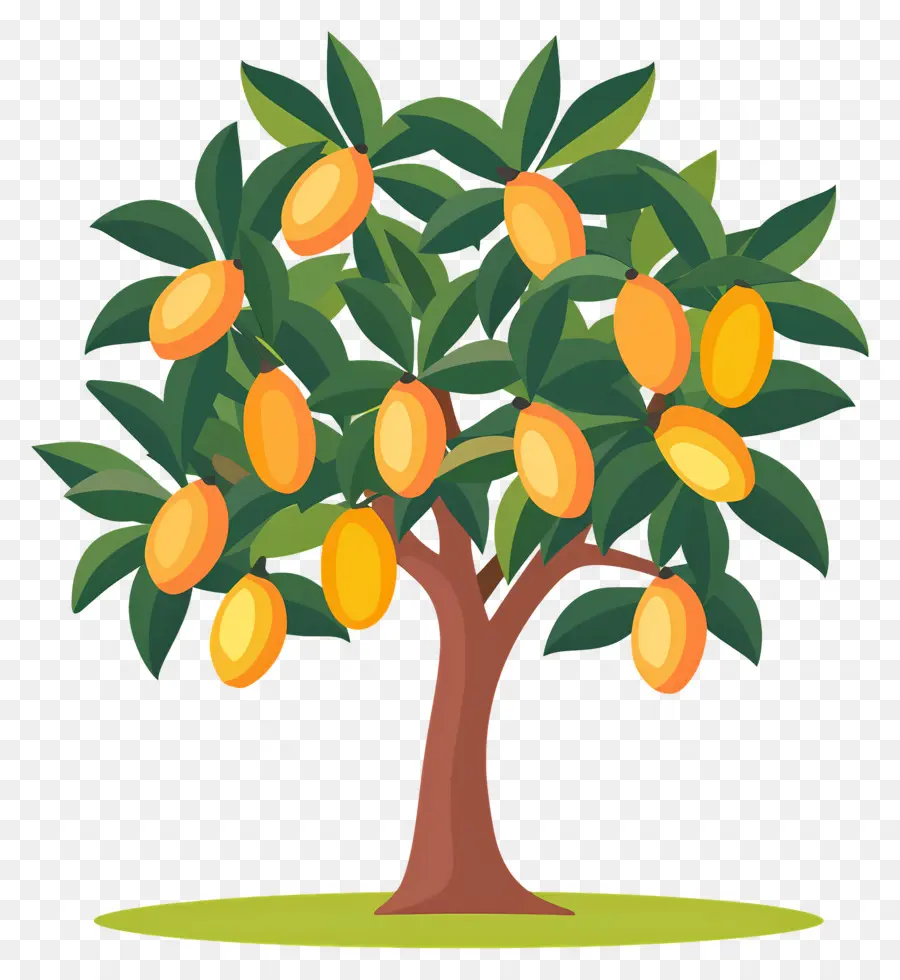 árbol De Mango，Fruta PNG