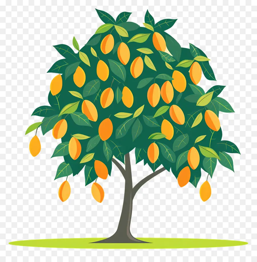 árbol De Mango，Fruta PNG