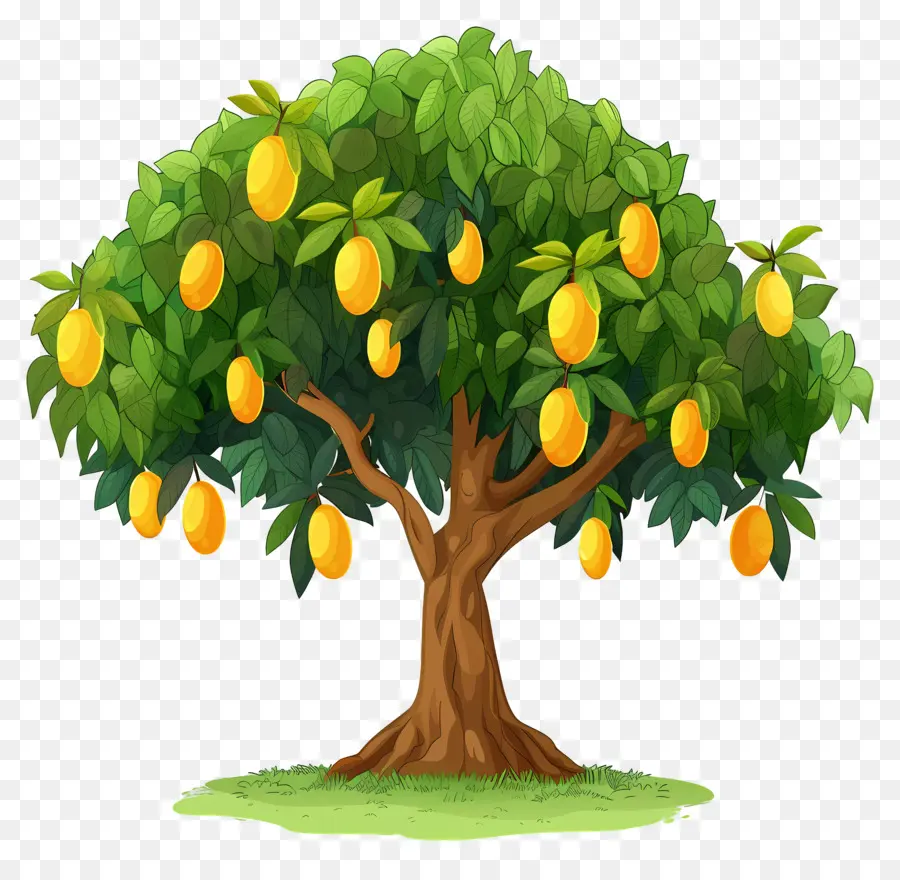 árbol De Mango，Fruta PNG