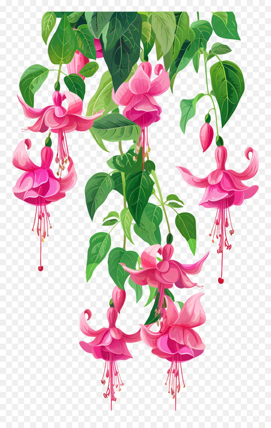 Flores Colgantes，Flores Rosadas Fucsias PNG