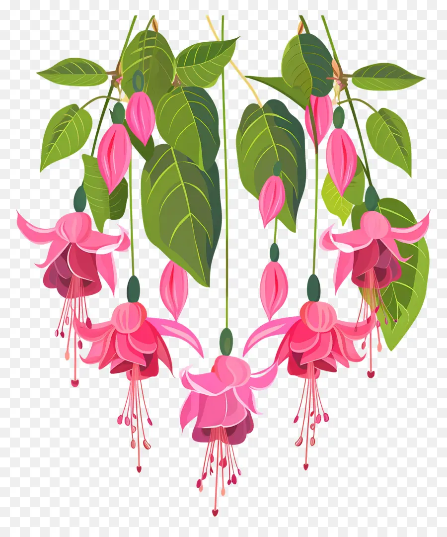 Flores Colgantes，Flores Rosadas Fucsias PNG