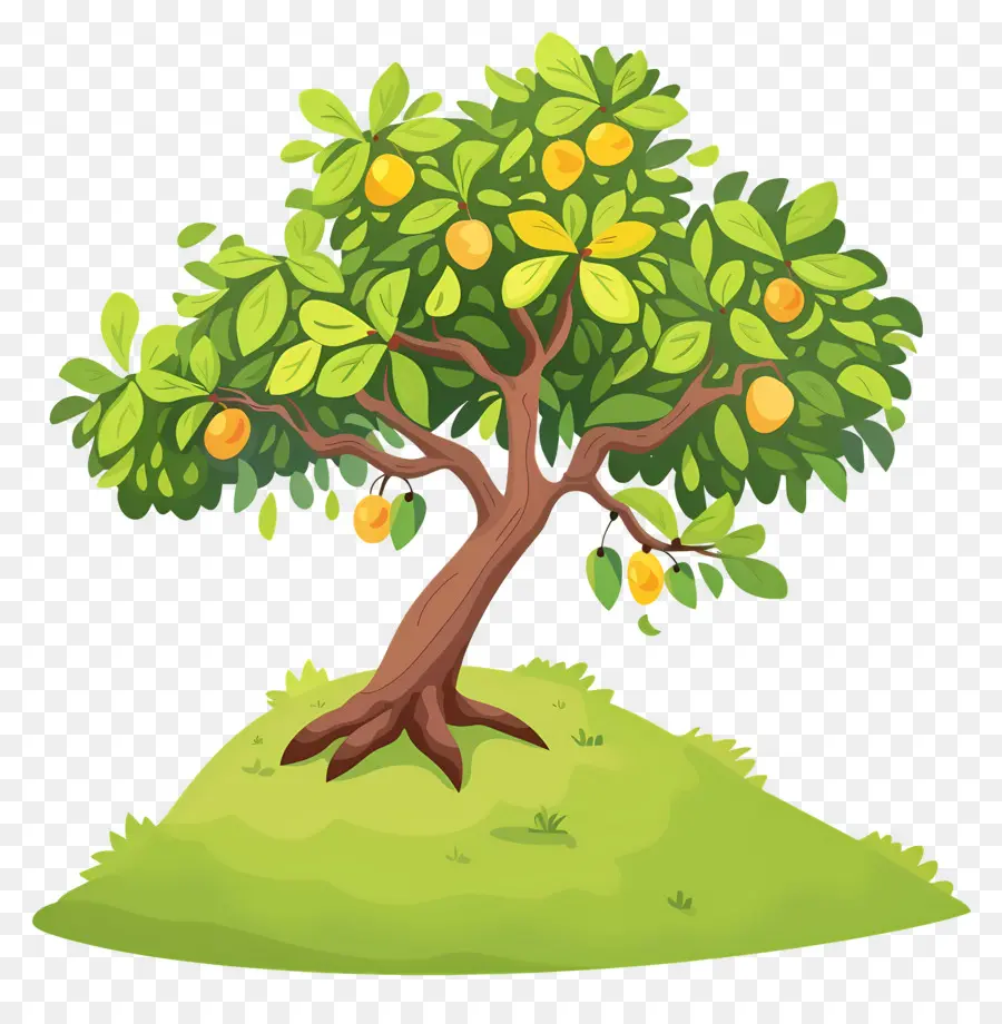 árbol De Mango，Fruta PNG