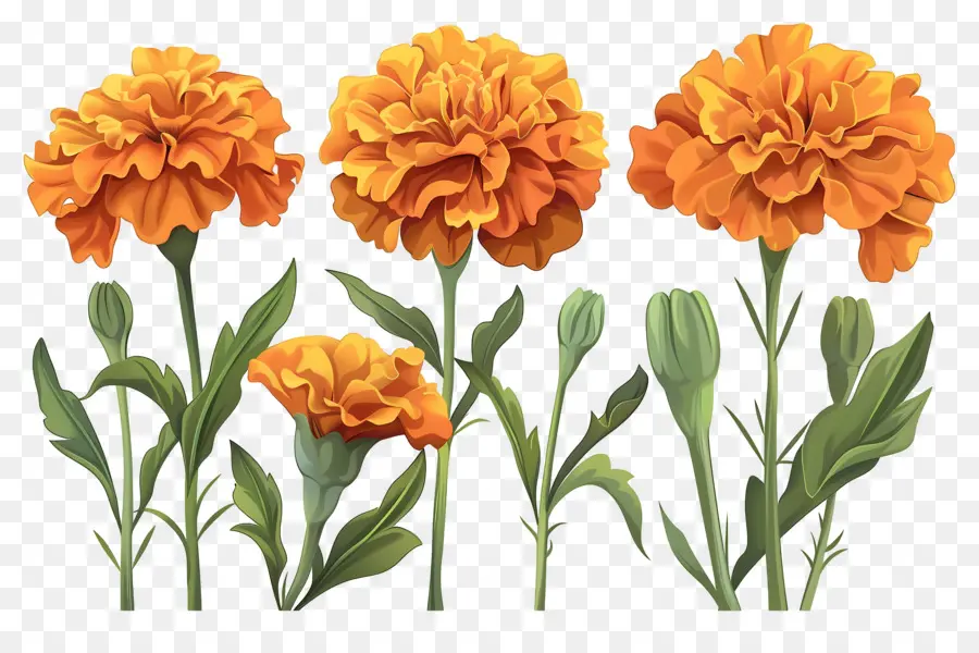 Flores De Caléndula，Caléndulas Naranjas PNG