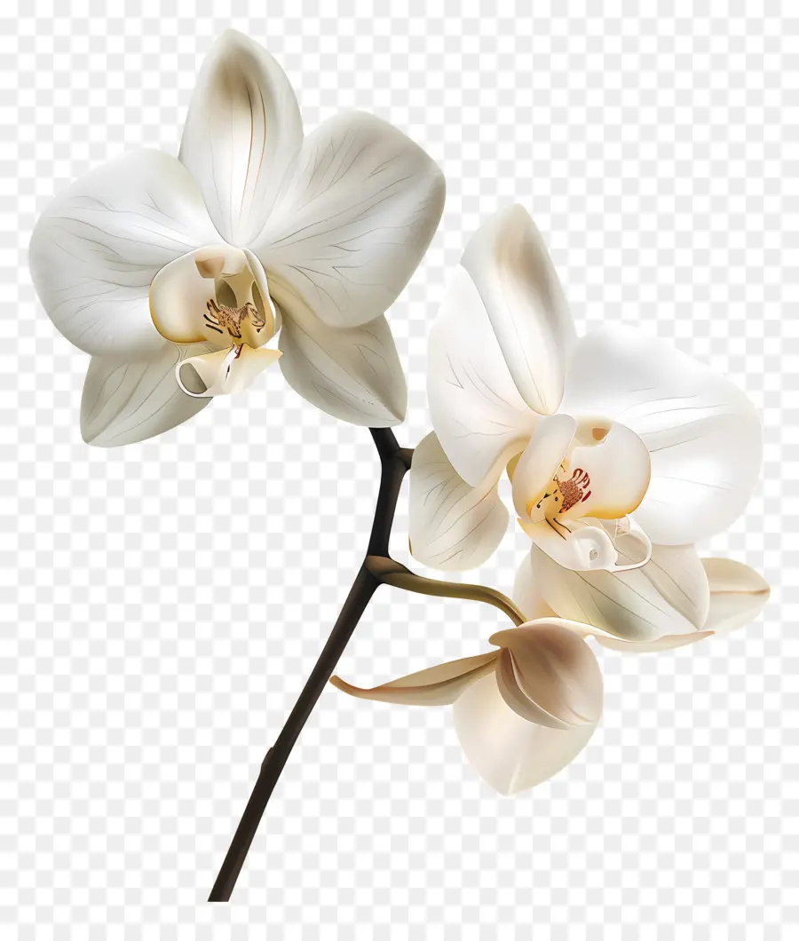 Flores De Orquídeas De Vainilla，Orquídea Blanca PNG