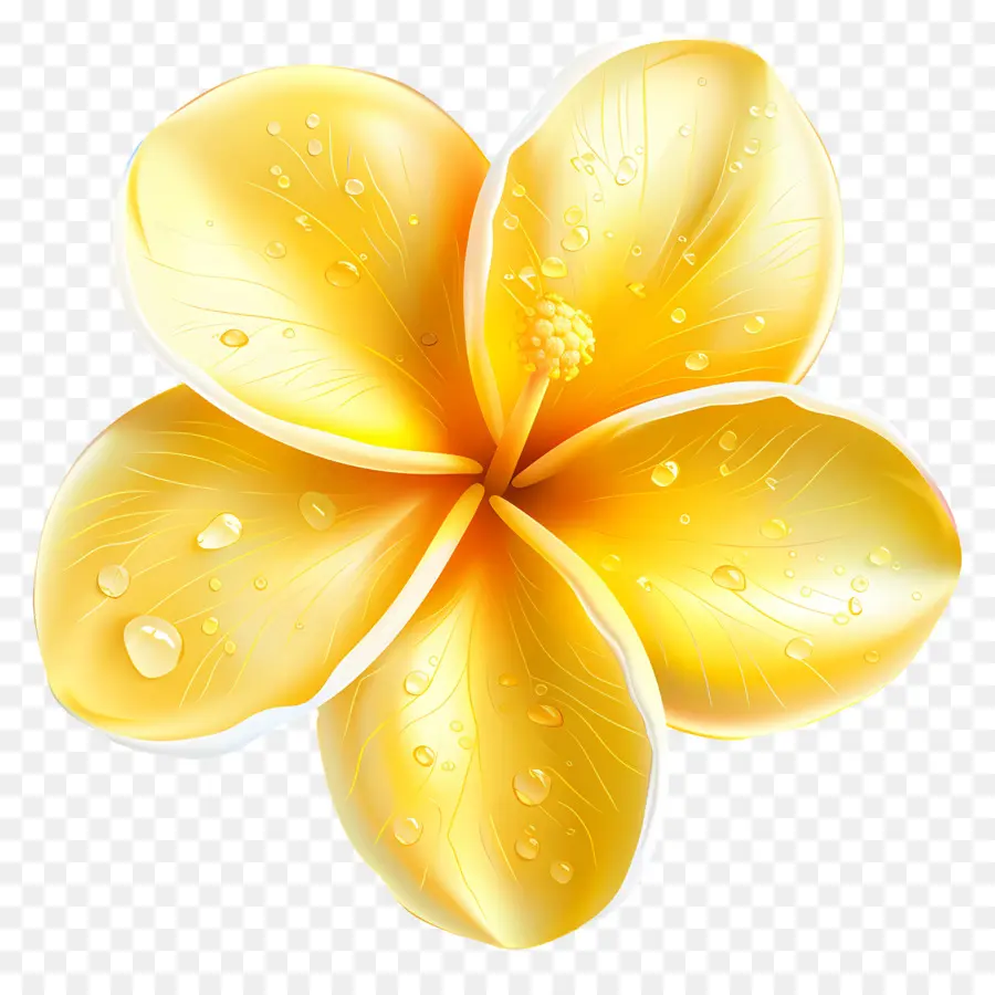 Flor De Plumeria，Flor Amarilla Con Gotas De Agua PNG