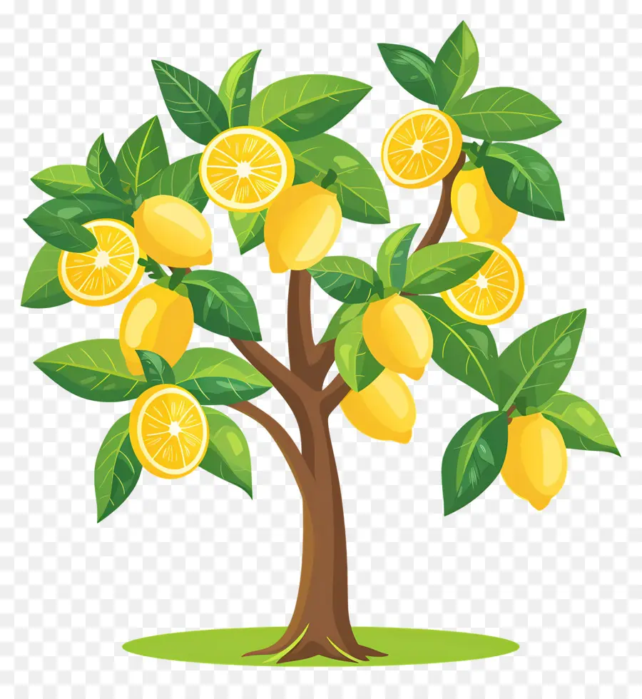 Limonero，árbol De Mango PNG