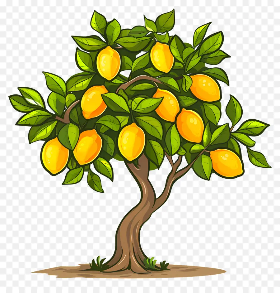 Limonero，árbol De Mango PNG