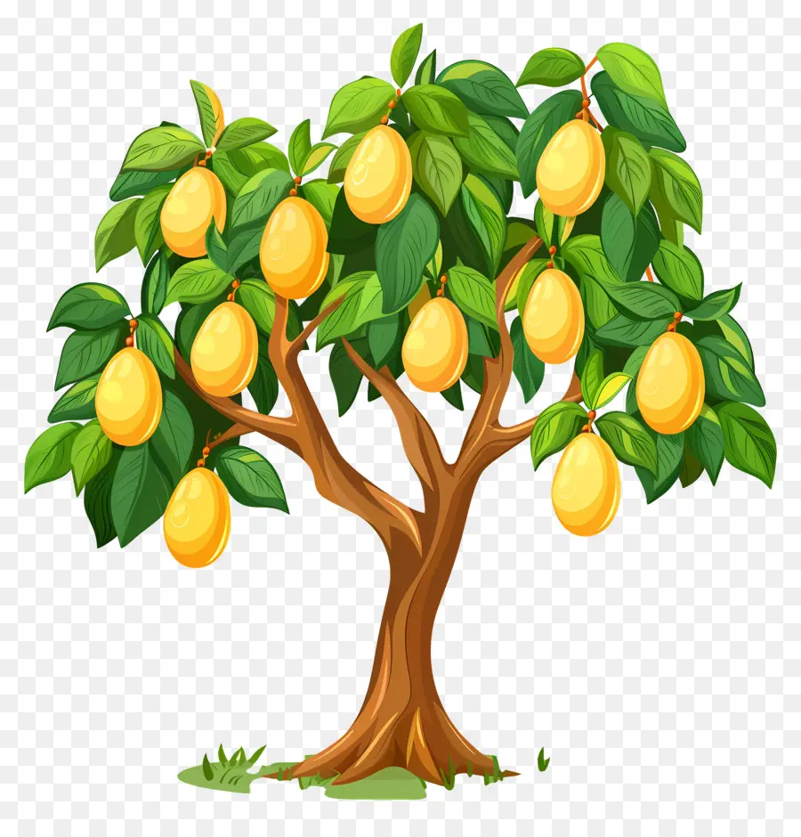 árbol De Mango，Fruta PNG