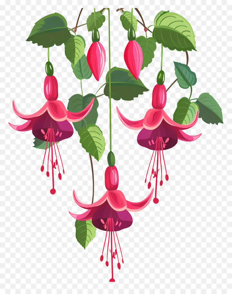 Flores Colgantes，Flores Rosadas Fucsias PNG