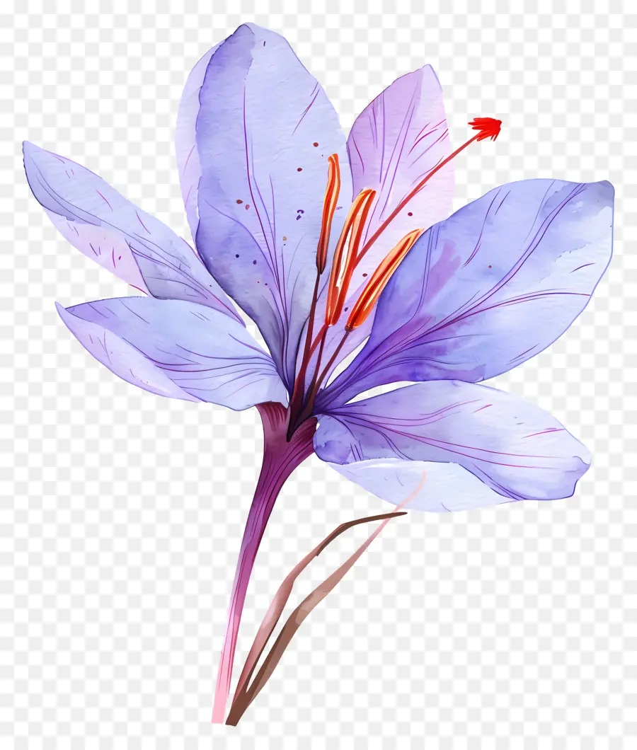 Flor De Azafrán，Flor Morada PNG