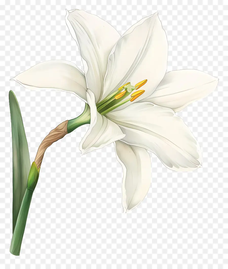 Flor De Lirio，Lirio Blanco PNG