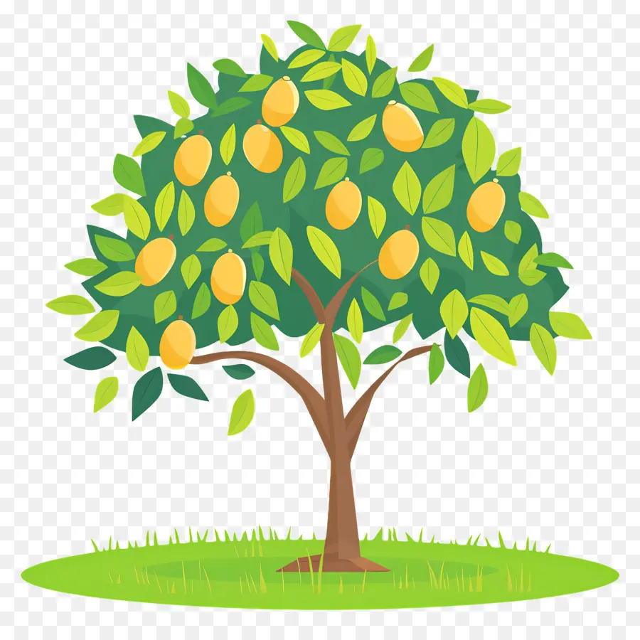 árbol De Mango，Fruta PNG