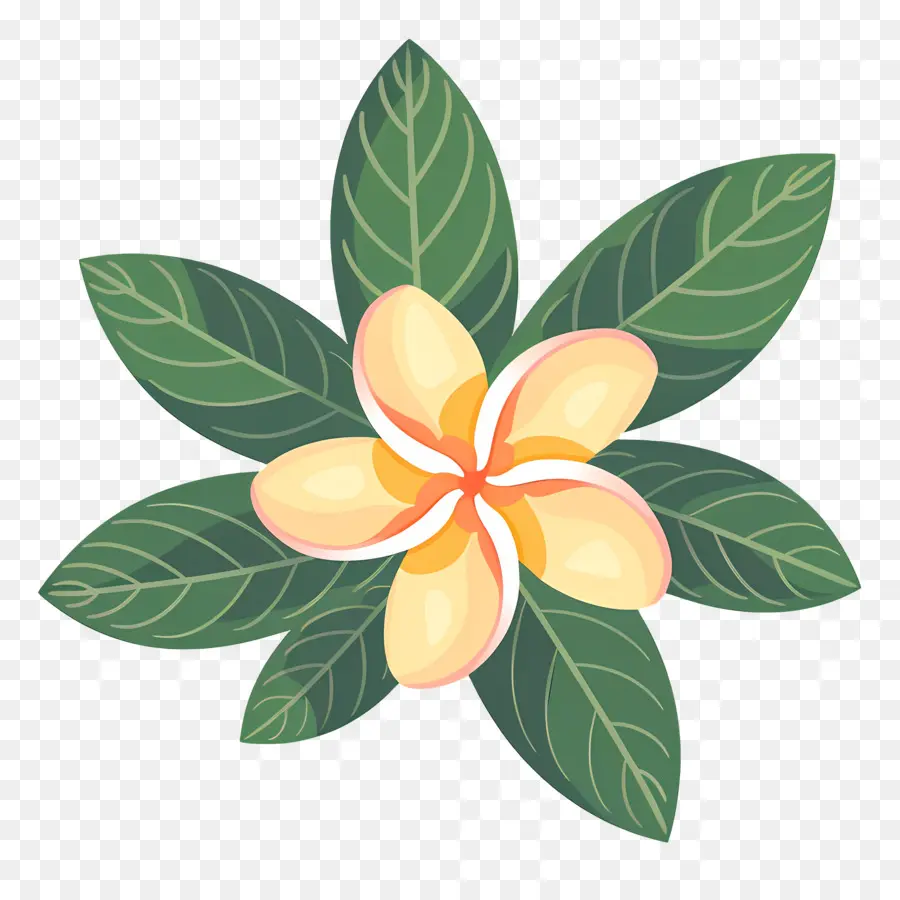 Flor De Plumeria，Flores Amarillas Y Hojas Verdes PNG