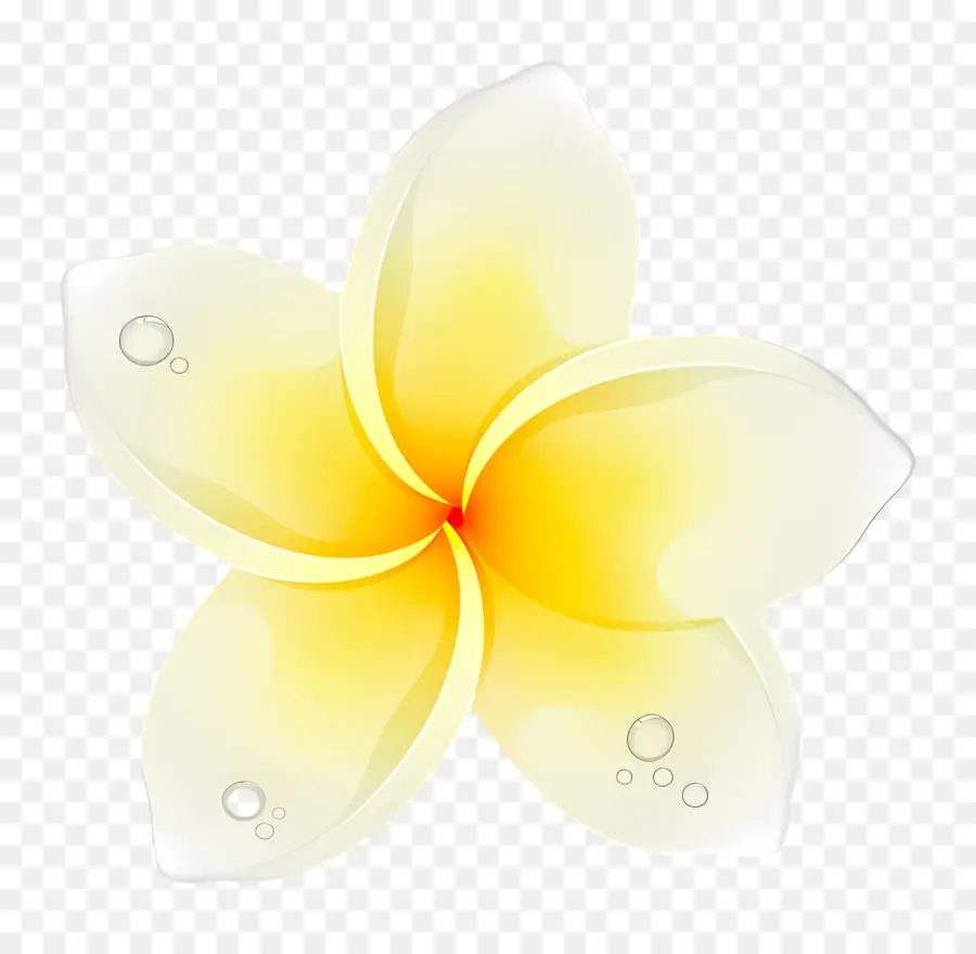 Flor De Plumeria，Flor Blanca Y Amarilla PNG