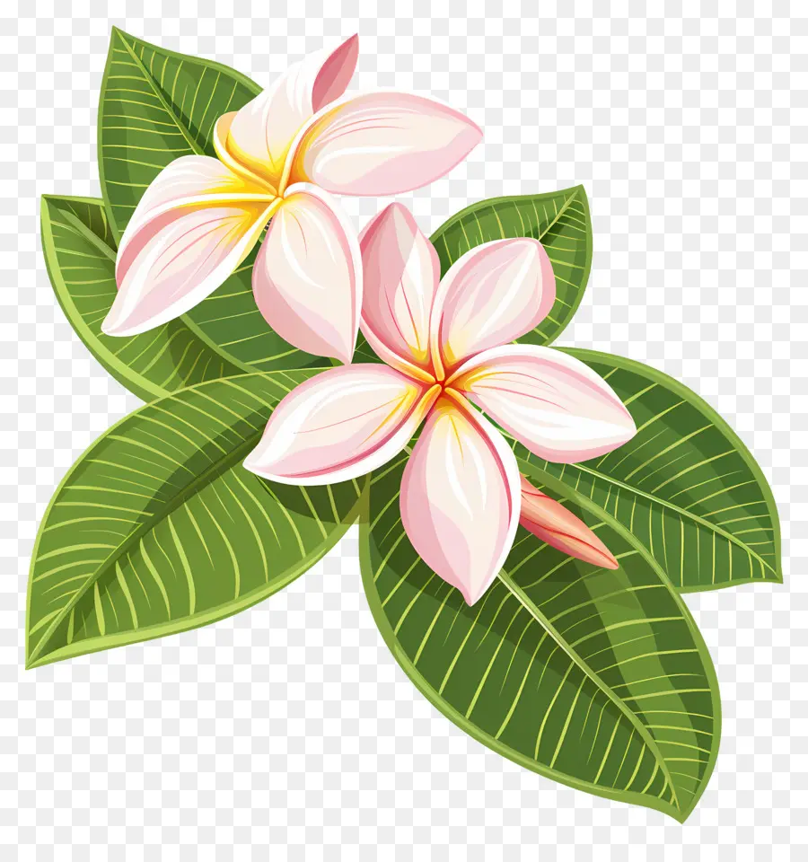 Flor De Plumeria，Flores Amarillas PNG