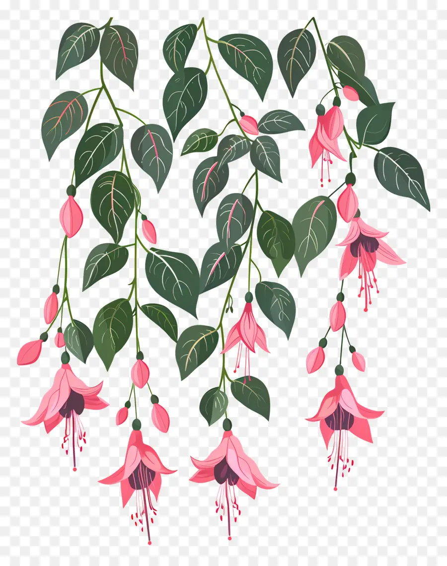 Flores Colgantes，Flores Rosadas Fucsias PNG