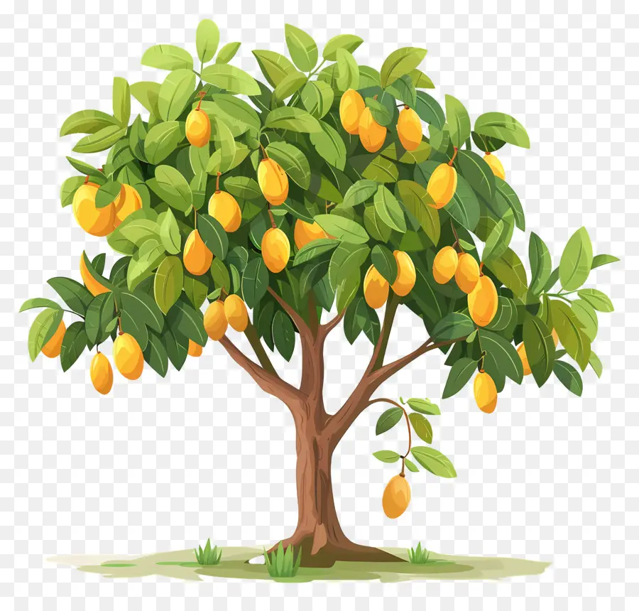 árbol De Mango，Fruta PNG