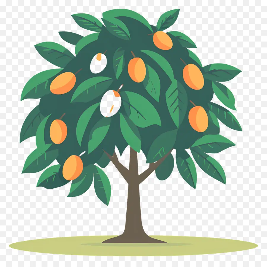 árbol De Mango，Fruta PNG