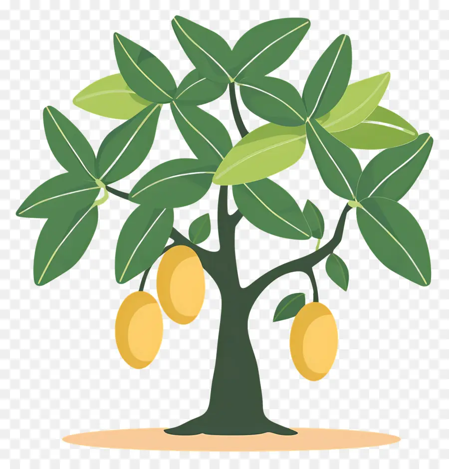 árbol De Mango，Fruta PNG